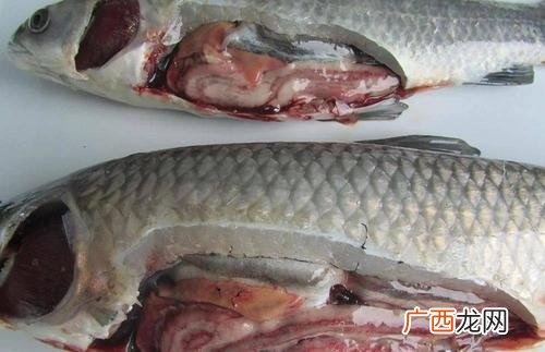 草鱼如何养 养殖场草鱼中毒怎么救