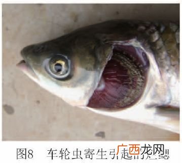 草鱼如何养 养殖场草鱼中毒怎么救
