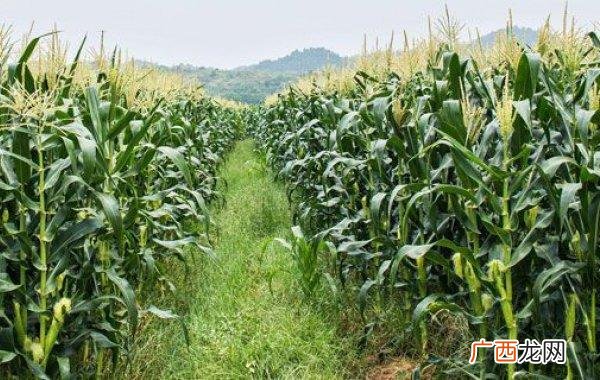 玉米地套种什么最好 玉米地养殖啥