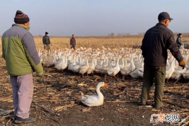 玉米地套种什么最好 玉米地养殖啥