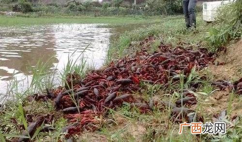 小龙虾养殖方法和环境视频 怎么样养殖龙虾视频