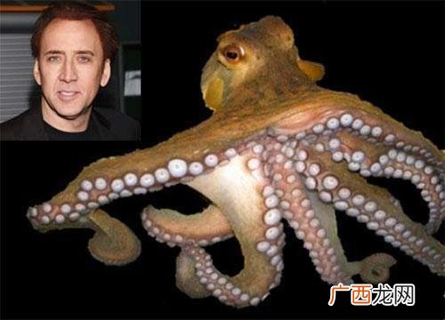 章鱼饲养难度有多高 章鱼养殖盐度