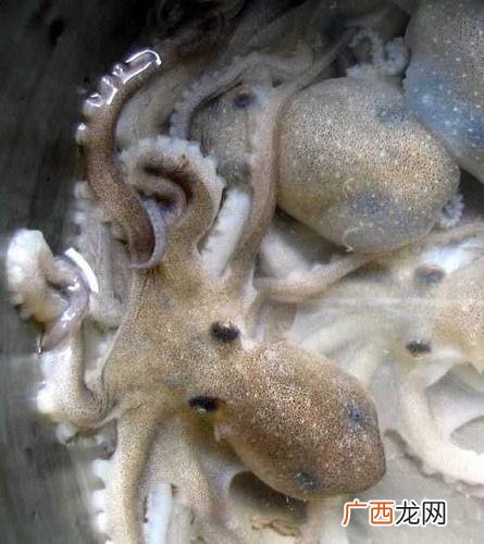 章鱼饲养难度有多高 章鱼养殖盐度