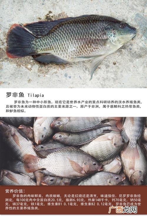 湖北可以养罗非鱼吗 漳州罗非鱼养殖集中地