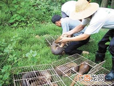 穿山甲能否人工养殖 致富经穿山甲养殖