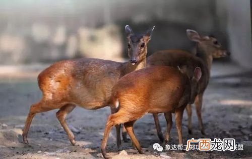 养麂子圈舍 致富经麂子养殖电视