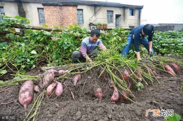 番薯是什么时候引进中国的 番薯是什么东西