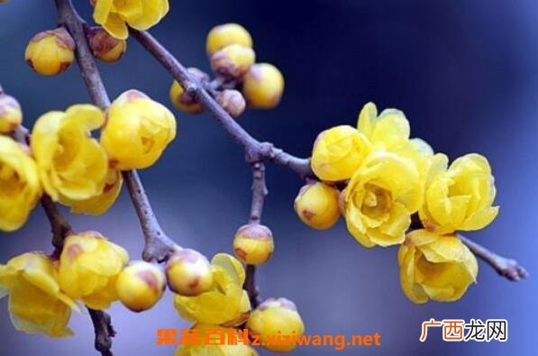 腊梅花怎么养殖 盆栽腊梅花的养殖方法 腊梅盆栽用什么土