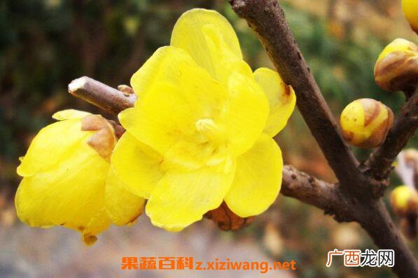 腊梅花怎么养殖 盆栽腊梅花的养殖方法 腊梅盆栽用什么土