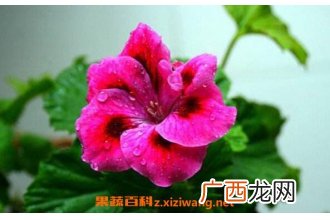 蝴蝶梅为什么不开花 蝴蝶梅花怎样才能开花