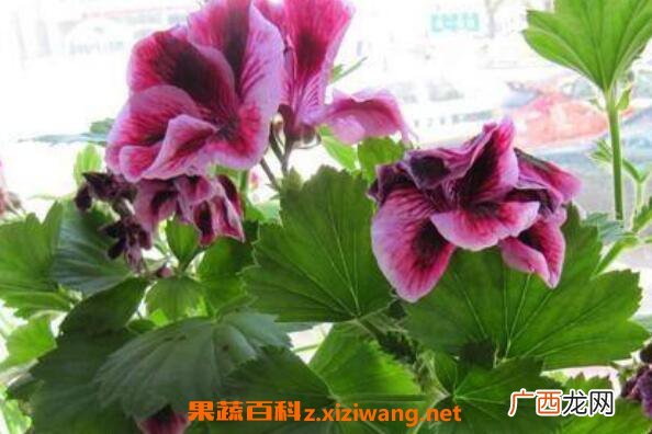 蝴蝶梅为什么不开花 蝴蝶梅花怎样才能开花