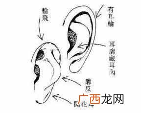 “反骨耳”是什么样子 什么是反骨