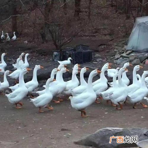 合作养鹅回收是真的吗靠谱吗 养殖大白鹅