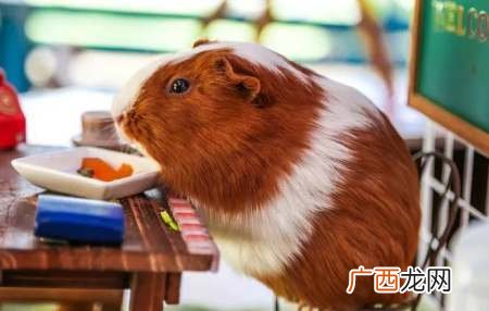 养荷兰鼠有什么用 养殖荷兰鼠
