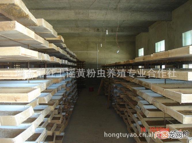 黄粉虫批发市场 养殖黄粉虫市场