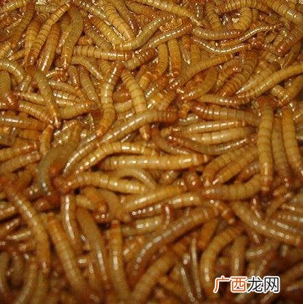 黄粉虫批发市场 养殖黄粉虫市场
