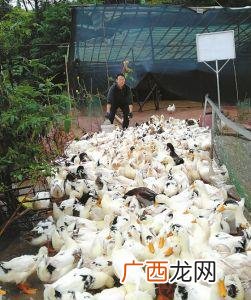 蛋鹅和蛋鸭哪个利润高 养殖蛋鸭子的利润