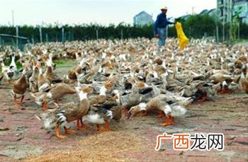 蛋鹅和蛋鸭哪个利润高 养殖蛋鸭子的利润