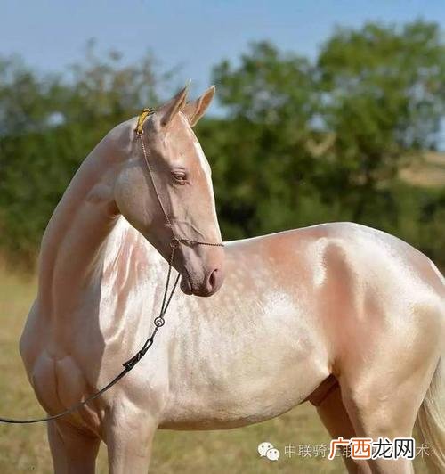 顶级汗血宝马视频 养殖汗血宝马视频