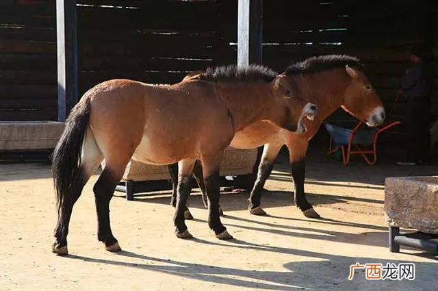 顶级汗血宝马视频 养殖汗血宝马视频
