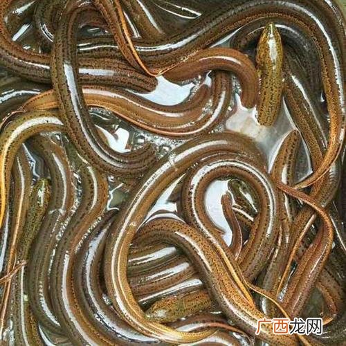 养鸡技术培训 养殖技术培训网