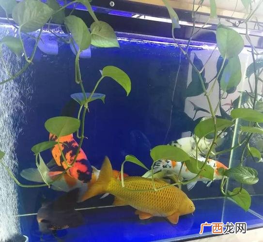 锦鲤养殖的方法与技巧视频 养殖锦鲤的视频