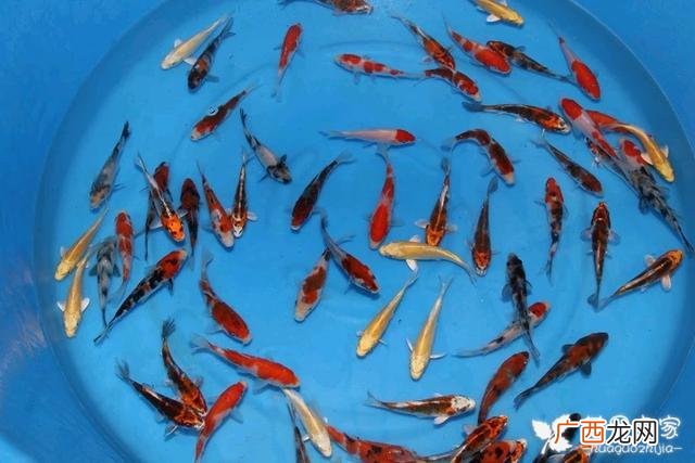 锦鲤养殖的方法与技巧视频 养殖锦鲤的视频