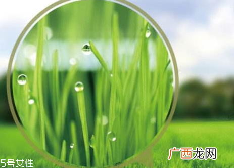 大麦若叶青汁降血压吗？