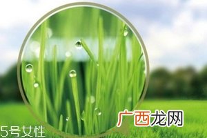 大麦若叶青汁会过敏吗？