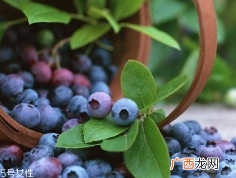 含花青素高的食物排行榜