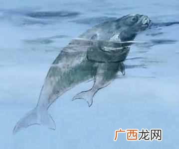 揭秘美人鱼的真相 儒艮为什么叫美人鱼