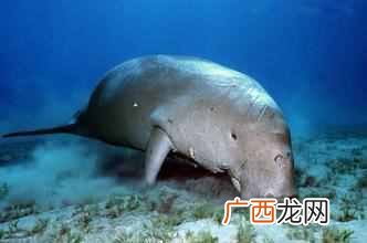 揭秘美人鱼的真相 儒艮为什么叫美人鱼