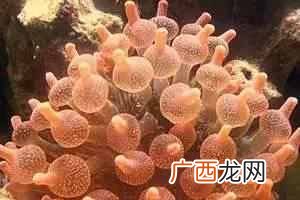 带你了解海葵知识 海葵是什么动物