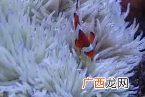 带你了解海葵知识 海葵是什么动物