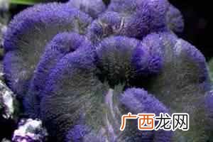 带你了解海葵知识 海葵是什么动物