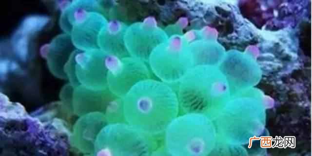 带你了解海葵知识 海葵是什么动物