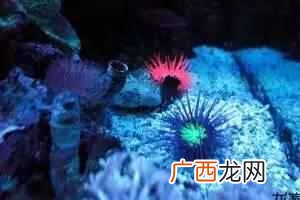 带你了解海葵知识 海葵是什么动物