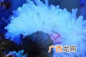 带你了解海葵知识 海葵是什么动物