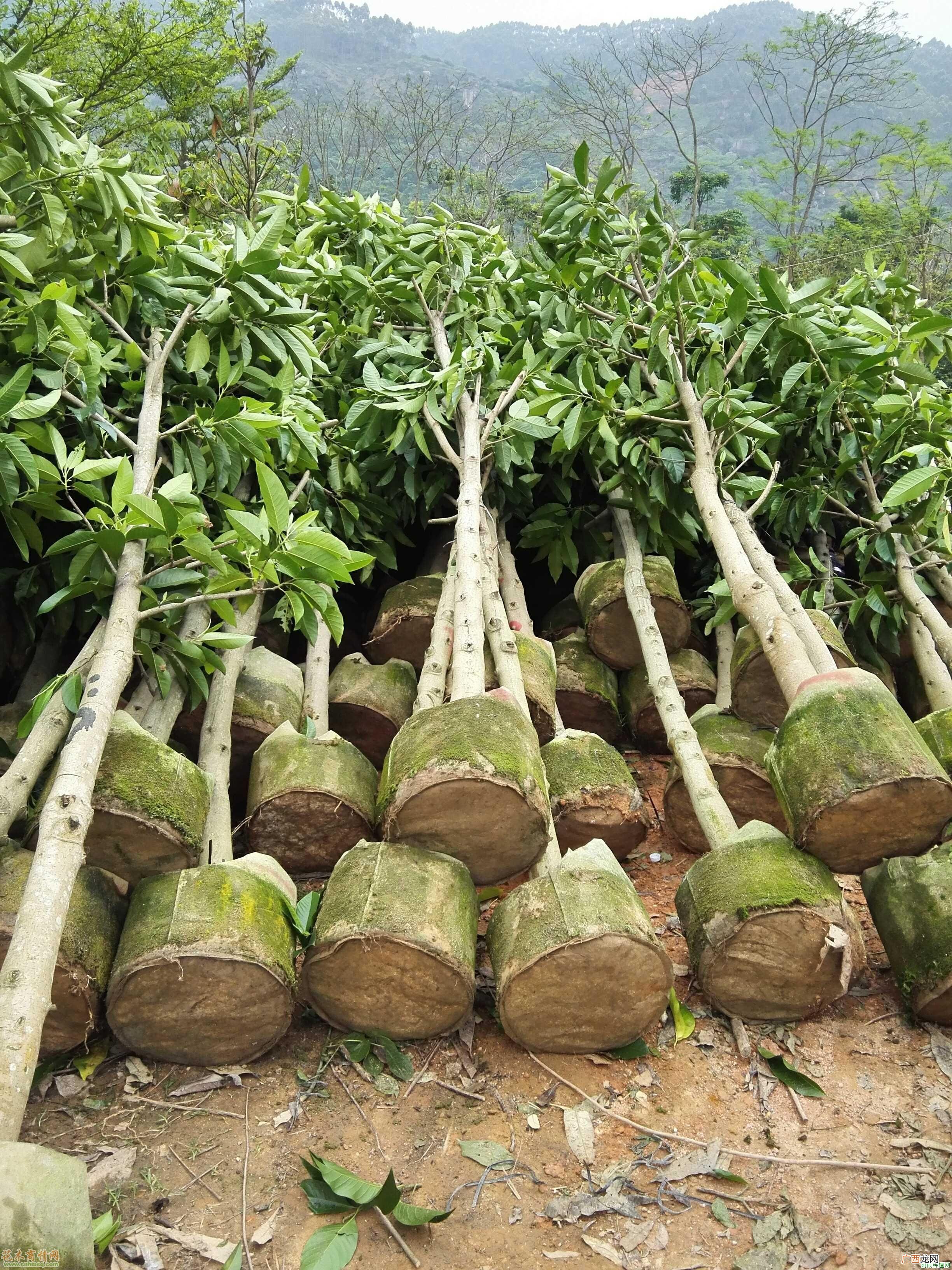 红花继木常见虫害有哪些，红花继木虫害怎样防治