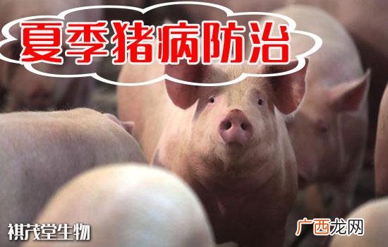 养猪场防疫管理流程 猪养殖技术与防疫