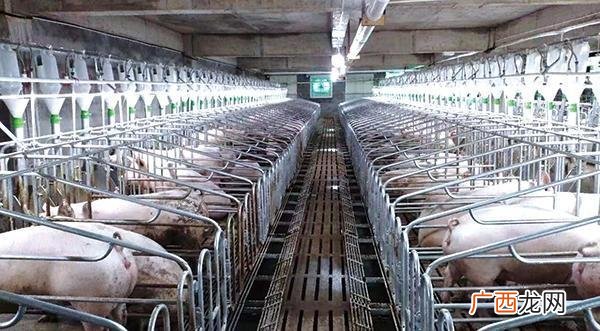 养猪场防疫管理流程 猪养殖技术与防疫