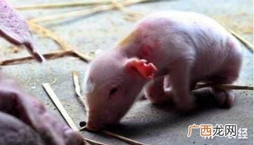 农广天地黑猪养殖全部视频 猪养殖技术与防疫视频