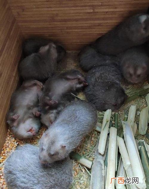 竹鼠养殖基地在哪里 竹鼠养殖有补贴吗