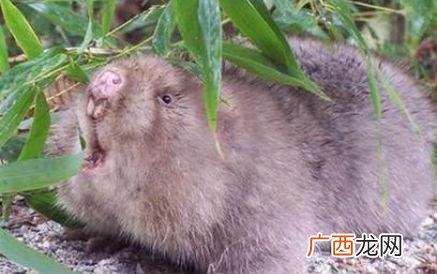 竹鼠什么时候可以养殖 竹鼠养殖有前景吗