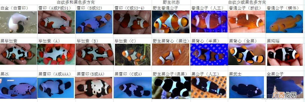 2019年养殖场赔偿标准 2017年小丑鱼养殖场