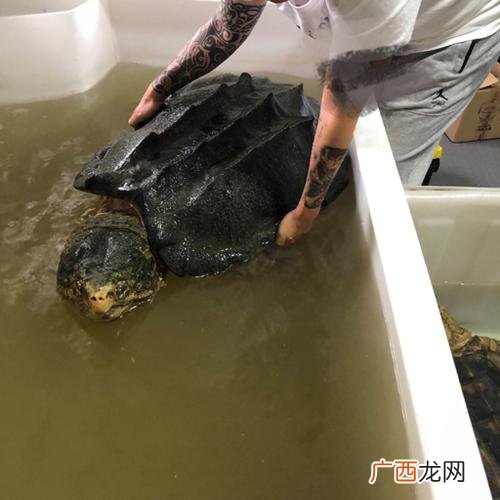 大鳄龟养殖视频 3养殖大鳄龟