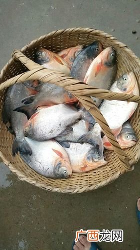 红烧大鲳鱼的做法 昌鱼养殖技术视频