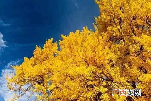 GPA有多重要 出国留学gpa是什么意思