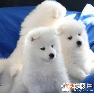 萨摩耶怎么喂养 萨摩耶吃什么狗粮好