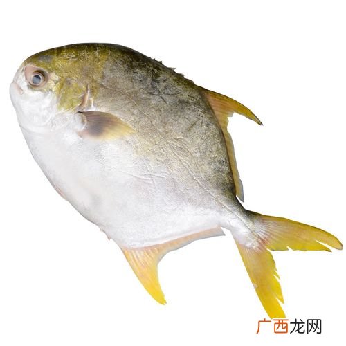 武昌鱼养殖条件 昌鱼养殖视频